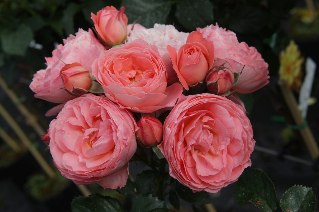 ROSPIERS_20130717165451_xlarge.jpeg