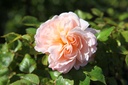 ROSWEETY_20100603103420_xlarge.jpeg