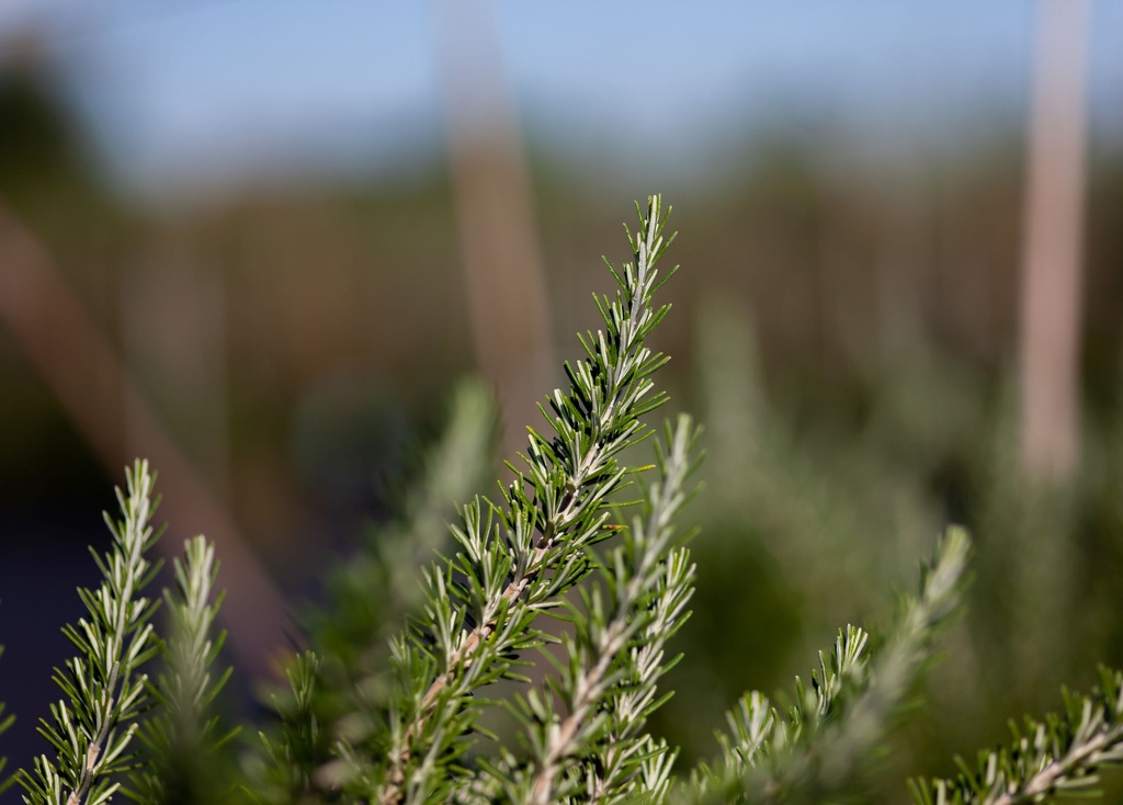 ROOPROST_20200817094720_xlarge.jpeg
