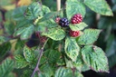 RUFBSATI_20121024112158_xlarge.jpeg