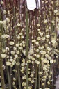 SACKILMA_20130410145147_xlarge.jpeg