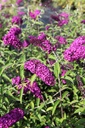 BUDRRED_20120915142753_xlarge.jpeg