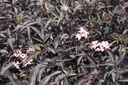 SANBLACE_20130614140959_xlarge.jpeg