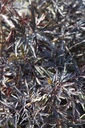 SANBLACE_20120915153332_xlarge.jpeg