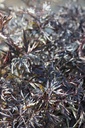 SANBLACE_20120915153323_xlarge.jpeg