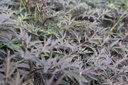 SANBLACE_20120915133342_xlarge.jpeg