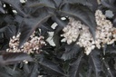 SANBTOWE_20130626143355_xlarge.jpeg