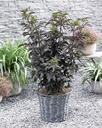 SANBTOWE_20110630144450_xlarge.jpeg