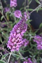 BUDSOPHI_20160902104019_xlarge.jpeg