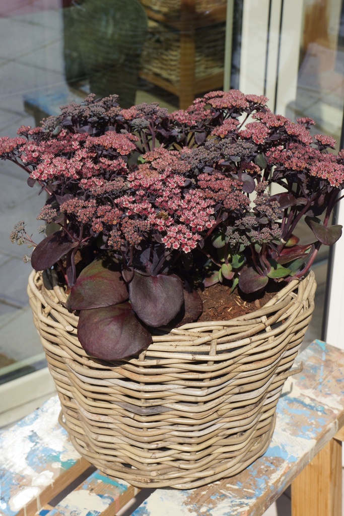 SESBPEAR_20140903143400_xlarge.jpeg
