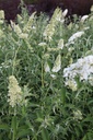BUDWPROF_20120915140523_xlarge.jpeg