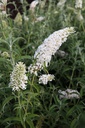 BUDWPROF_20120915140514_xlarge.jpeg