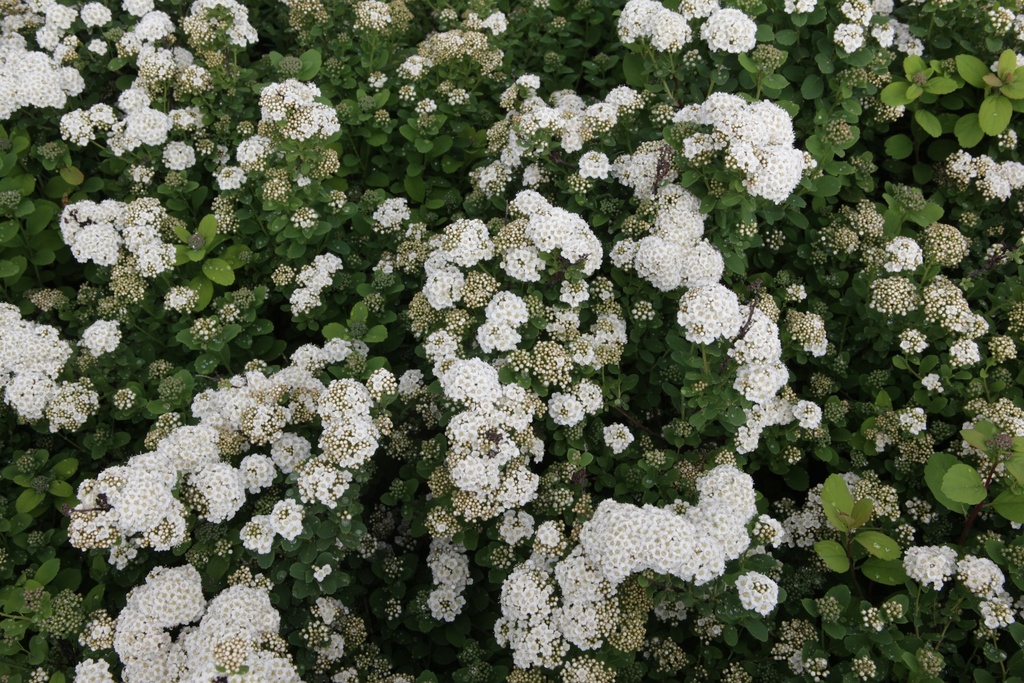 SPBISLAN_20150515103553_xlarge.jpeg