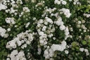 SPBISLAN_20150515103553_xlarge.jpeg