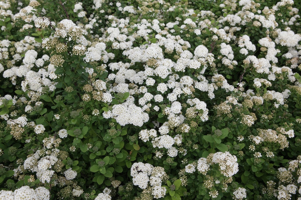 SPBISLAN_20150515103545_xlarge.jpeg