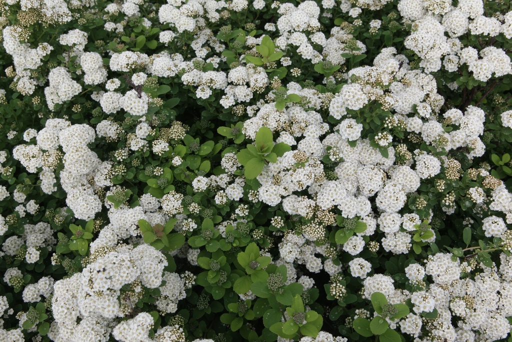 SPBISLAN_20150515103541_xlarge.jpeg