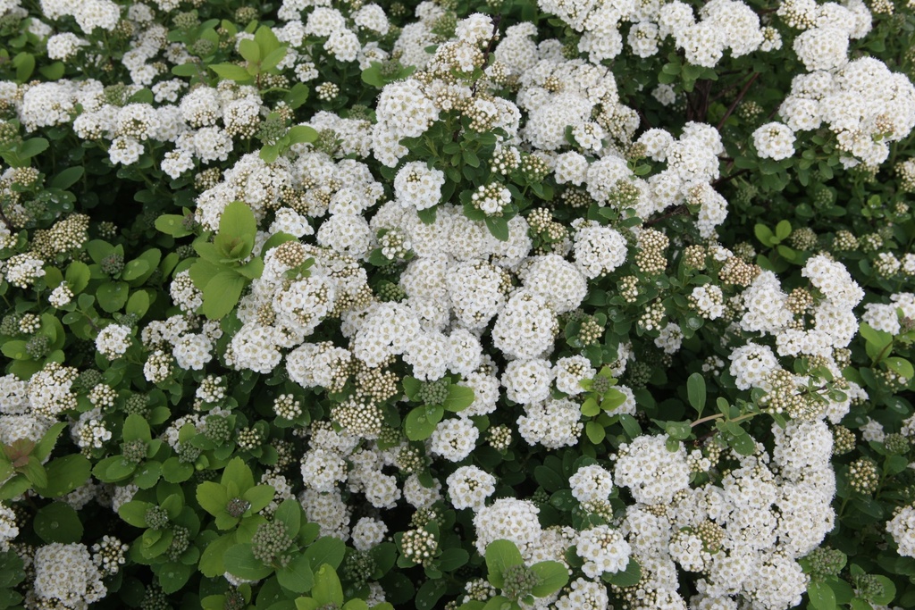SPBISLAN_20150515103535_xlarge.jpeg