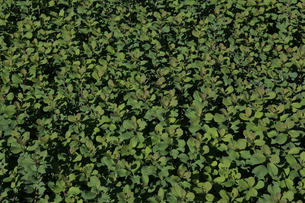 SPBISLAN_20130801161654_xlarge.jpeg