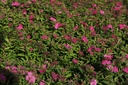 SPJAWATE_20120915134146_xlarge.jpeg