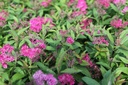 SPJAWATE_20120915134043_xlarge.jpeg