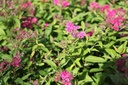 SPJAWATE_20120915133947_xlarge.jpeg