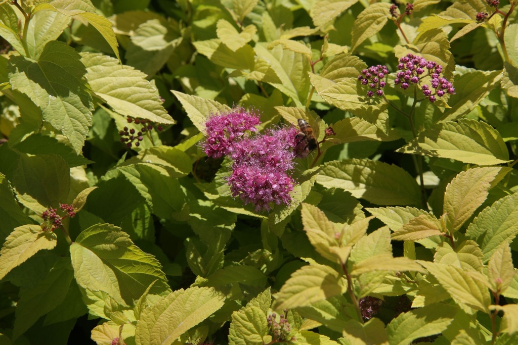 SPJCANDL_20130801161552_xlarge.jpeg
