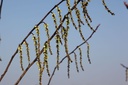 STCCELIN_20110302125049_xlarge.jpeg