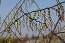 STCCELIN_20110302125011_xlarge.jpeg