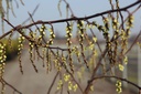 STCCELIN_20110302125002_xlarge.jpeg