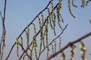 STCCELIN_20110302124956_xlarge.jpeg