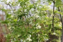 STCOLCHI_20130503104044_xlarge.jpeg