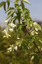 STCOLCHI_20100419145041_xlarge.jpeg