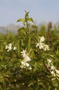 STCOLCHI_20100419144954_xlarge.jpeg