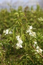 STCOLCHI_20100419144950_xlarge.jpeg