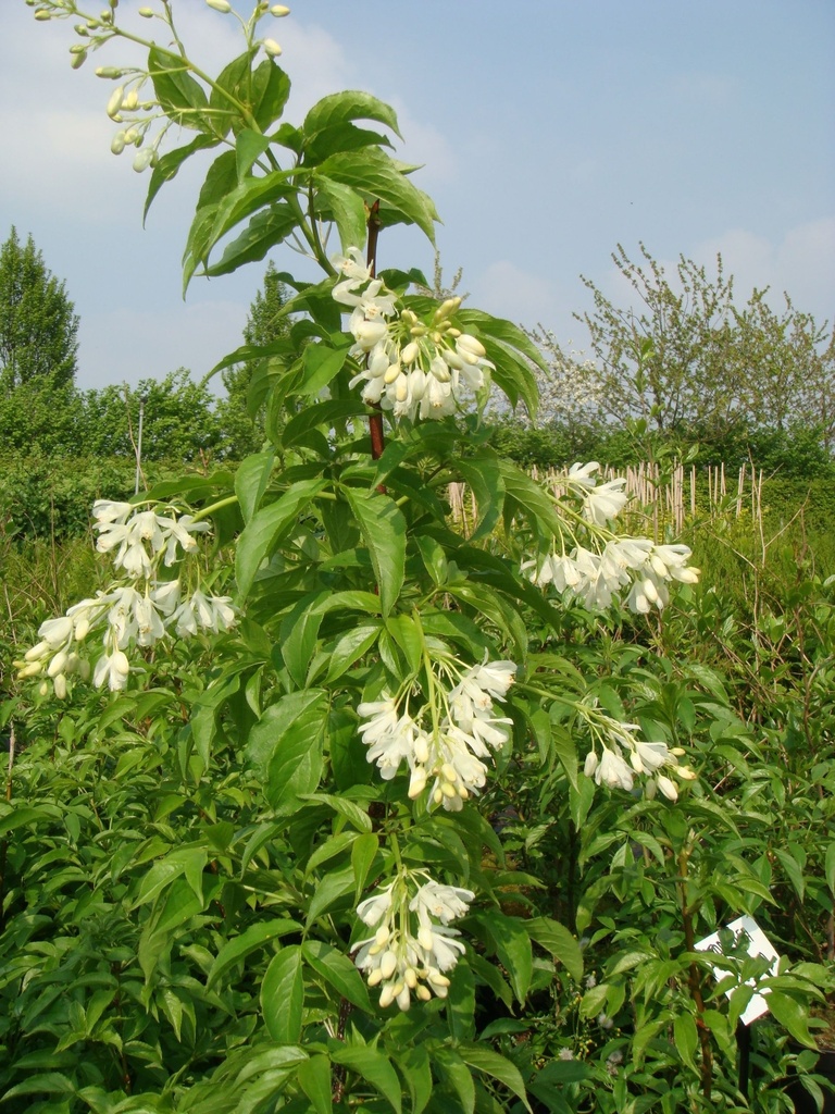 STCOLCHI_20090420155202_xlarge.jpeg