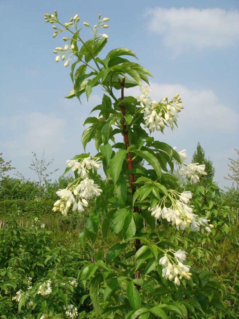 STCOLCHI_20090420155059_xlarge.jpeg