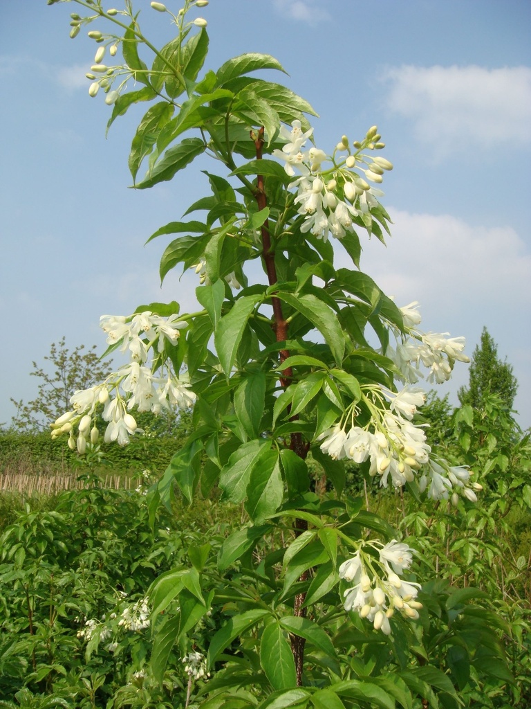 STCOLCHI_20090420155050_xlarge.jpeg