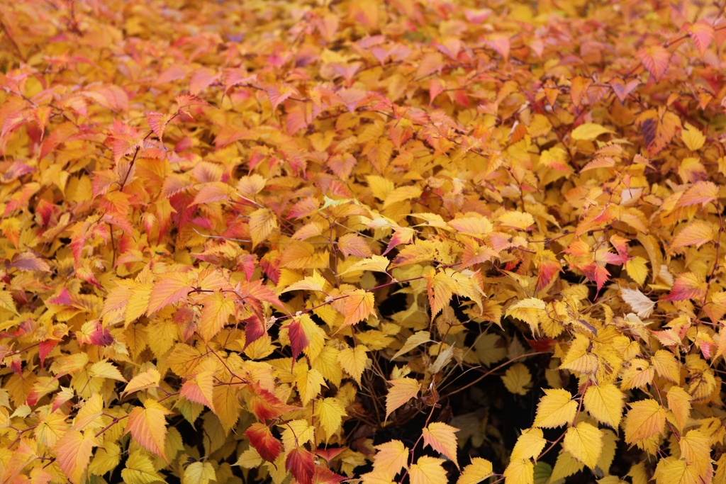 STTANAKA_20121119125115_xlarge.jpeg
