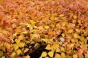 STTANAKA_20121119125109_xlarge.jpeg