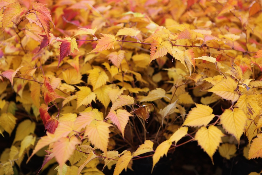 STTANAKA_20121119125048_xlarge.jpeg