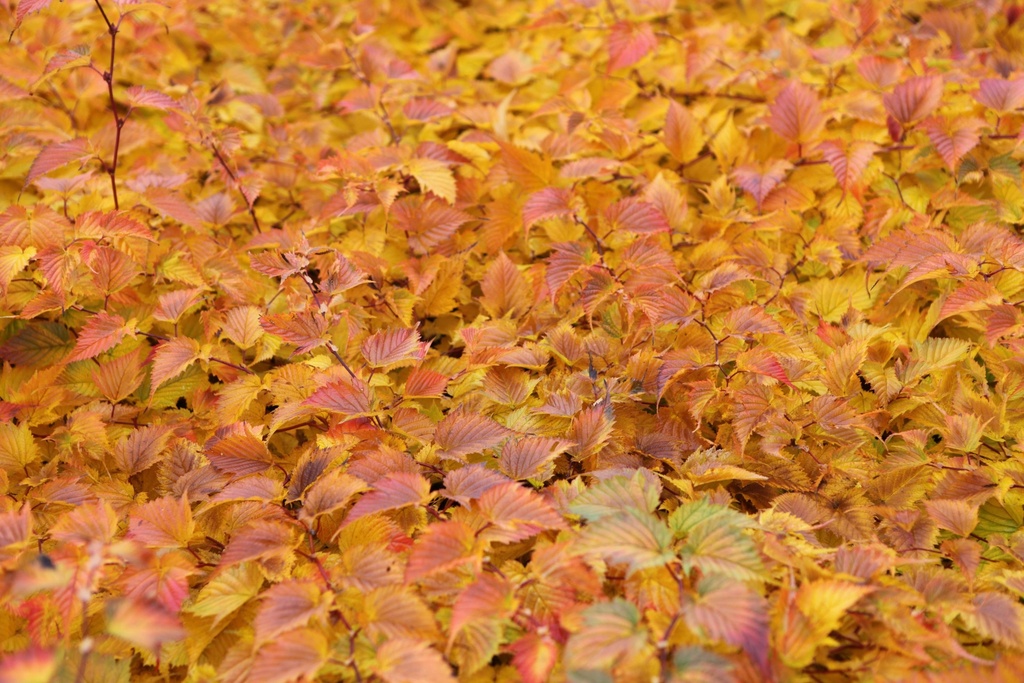 STTANAKA_20121119124912_xlarge.jpeg