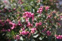 SYMCANDY_20120915140052_xlarge.jpeg