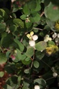 SYMGALAX_20160902095704_xlarge.jpeg