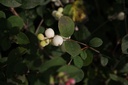 SYMGALAX_20160902095657_xlarge.jpeg