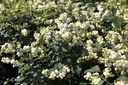 SYMGALAX_20120915140010_xlarge.jpeg