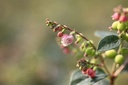 SYMGALAX_20120727103230_xlarge.jpeg