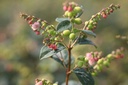 SYMGALAX_20120727103223_xlarge.jpeg