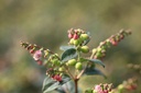 SYMGALAX_20120727103221_xlarge.jpeg