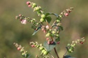 SYMGALAX_20120727103210_xlarge.jpeg