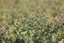 SYMGALAX_20120727103206_xlarge.jpeg